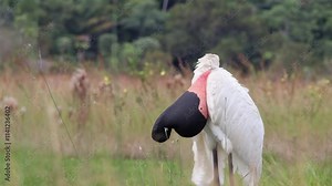 Large exotic tropical Jabiru bird resting after a large fish meal preening showing its re neck
