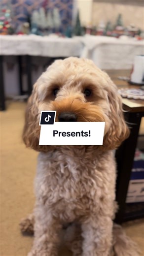 My Christmas presents! #dog #dogsoftiktok #cockapoo #cute #2yearsold