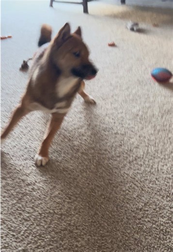 Bandit likes to play rough #shibainu #shiba #puppy #cute #funny