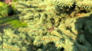 a spider hanging on its web against a background of pine needles