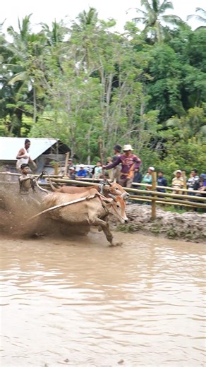 Pacu Jawi Story‼️ The Wild Bull Race from West Sumatra, Indonesia 🇮🇩 | Traditional Mud Sport #shorts