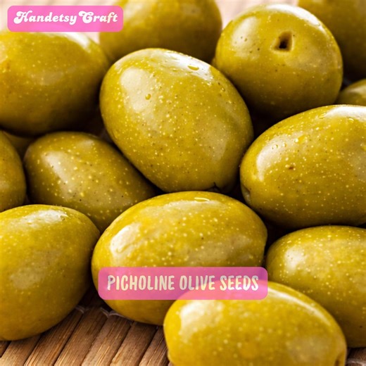 10 Picholine Olive Seeds, Mediterranean Olive Tree Seeds, Green Table Olive Variety, Heirloom Fruit Seeds - Etsy