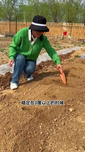 The timing of spring potato planting is crucial. #Potato #MyLittleVegetableGarden #RooftopGarden ...