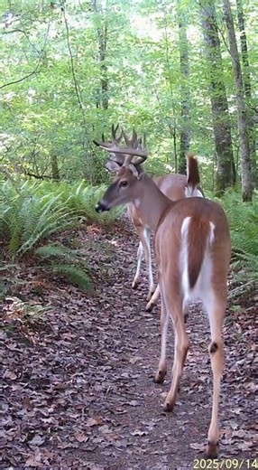 Deer Farts on Trail Cam? Buck Caught Deer Farting in the Woods | Deer Farts on Camera