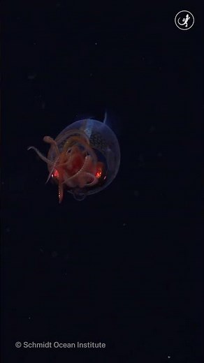 First-ever footage of a colossal baby squid