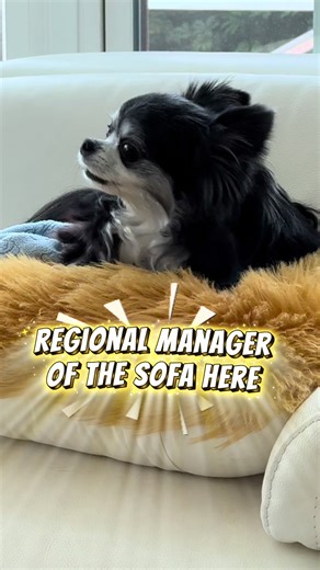 When the Regional Manager of the Sofa has several important couch opinions! #chihuahuafanatics #chihuahualife #dogmom #chihuahuas #chihuahua