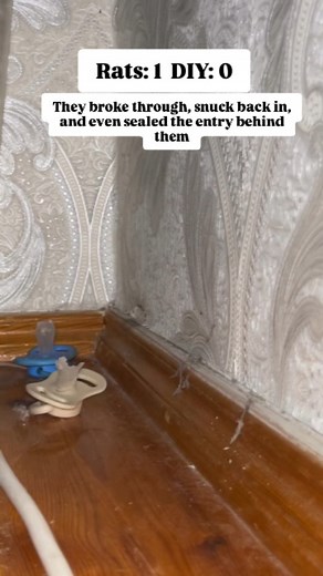 23K views · 5K reactions | When rats manage to outsmart DIY fixes by...