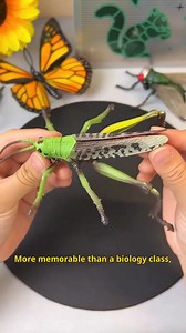 54 reactions |  Tired of Toys That Teach Nothing? Meet the...