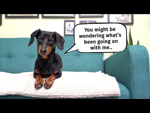 Crusoe's health update, and a special announcement !