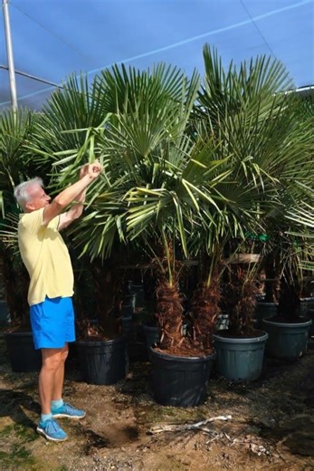 🌴Double trunk, double effect! Trachycarpus fortunei palm in a Polish garden😉