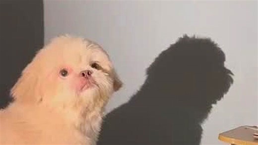 A shadow prank goes big — and the dog bolts