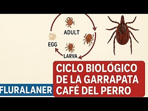 Life cycle of the brown dog tick, detail by detail