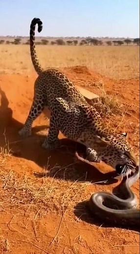 Shocking Plot Twist: A Python Sneaks Up On A Leopard And Regrets It😲
