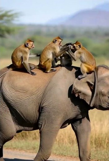 Monkeys Sitting on an Elephant – Funny & Cute Jungle Entertainment!