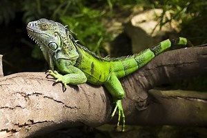 green-iguana