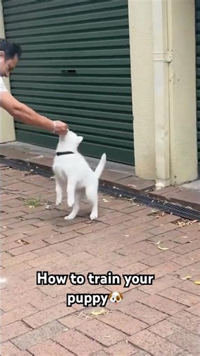 How to Train Your Puppy at Home | Step-by-Step Guide #puppytraining #howtotrainyourpuppy #dogtrain