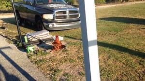 485K views · 4.2K reactions | Just kicking it... | America's Funniest Home Videos | Facebook