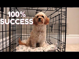 Teach Your Dog the 'In Your Crate' Command in Less Than One Week
