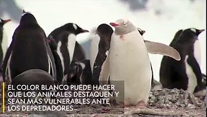 12K views · 745 reactions | Aprovechamos la entrada de la estación más blanca del año para mostrarte a nuestros animales albinos favoritos. Al no producir melanina, sus pieles adoptan una coloración blanca. VÍDEO: | National Geographic | Facebook