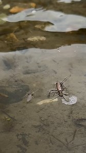 It’s Skwala Time — and the BWO’s are Crashing the Party Dry fly season is knocking, and yes… it brought Skwalas and BWOs to the door. If you’re the kind of angler who enjoys long pauses between sips and sudden explosions on top, now’s your moment. The hatches are here, and the fish are looking up—as long as you’re patient enough to wait them out. Let’s not sugarcoat it: It’s March. That means rain, cold wind, and enough pressure swings to confuse even the most seasoned trout. One minute they’re 