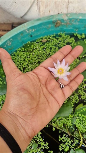 first one is the best one✨🥰 #shorts #minipond #guppy #youtubeshorts #ponds #yt #ytshorts #fish