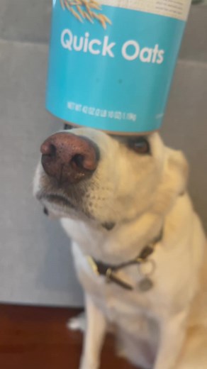 Concentration Sound for Dog Training | Improve Focus and Discipline