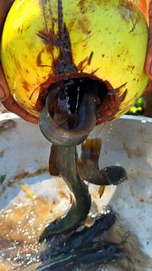 10K views · 23 reactions | Rural area fishing | MR Fishing Life | Facebook