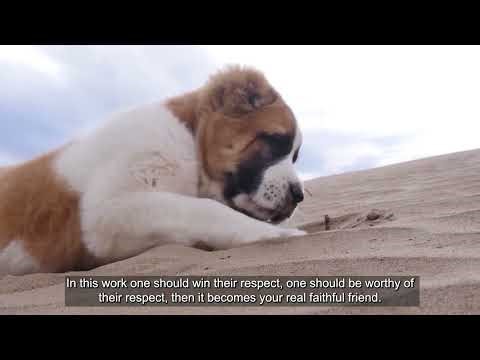 The art of breeding Turkmen alabay