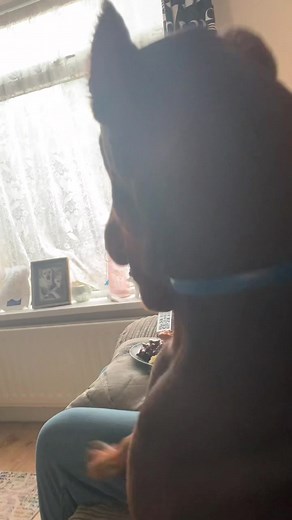 Barney vs #Food roast beef edition. #UnfoldChallenge #destructiondobie #foryoupage #puppy #doberman #fypシ #JDVaporMaxShuffle #fyp #comedy