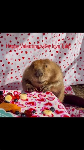 Holley Muraco on Instagram: "Happy Valentine’s Day! Love Tulip #beavers #tulipbeaver"