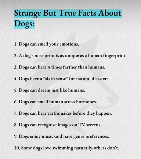 10 Mind-Blowing Dog Facts You Didn't Know (Number 4 is Wild)