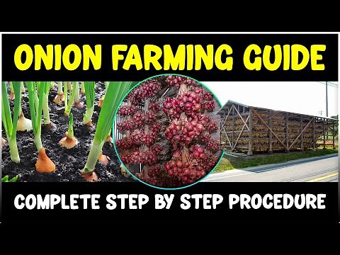 Onion Farming - Planting, Care, Harvesting | Onion Cultivation Guide
