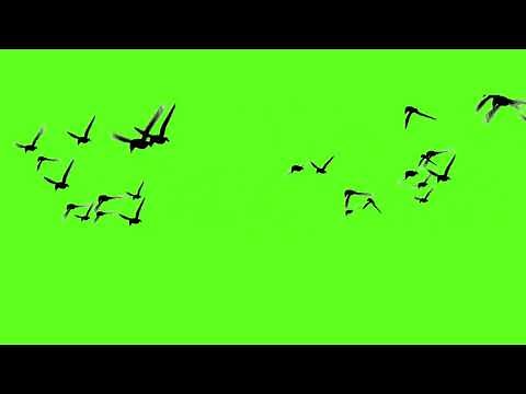 Birds flying green screen. NO COPYRIGHT.green screen birds. green screen birds flying effect. #birds