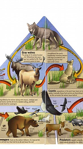 🌎 We’re living in a time of global upheaval and crisis, with climate change threatening species across the planet. Wild mammals have declined by 85% since the rise of humans as the dominant species on the planet. The root of this crisis? Humane short-sightedness. The solution? Native carnivores, like wolves, bears, coyotes, bobcats, foxes, and mountain lions. Protecting native carnivores = healthy ecosystems. Through a phenomenon called trophic cascades, carnivores help regulate and influence t