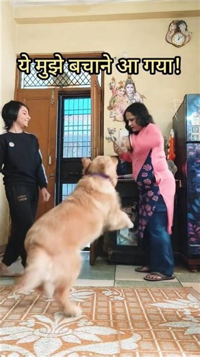 Golden retriever dog Z+ security | Golden retriever guarding the whole street #dog #pets #shorts