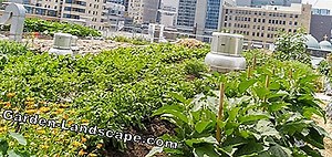 Garden Practice: 10 Tips For Sustainable Gardening - My Beautiful Garden | 2025