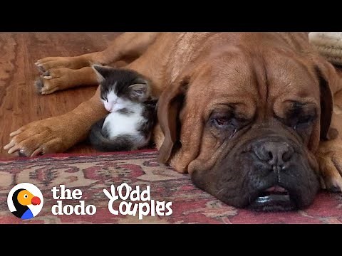 135-Pound Mastiff Becomes Obsessed With A Tiny Kitten | The Dodo Odd Couples