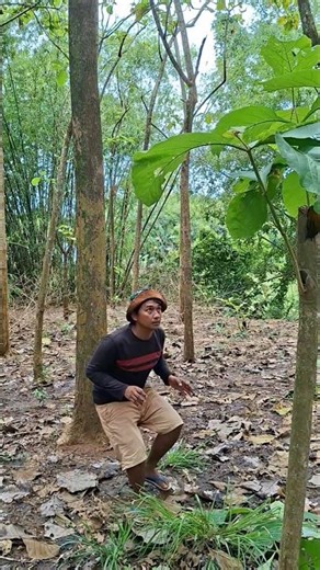 catching wood bletuk birds #shortvideo #nature #viralvideo