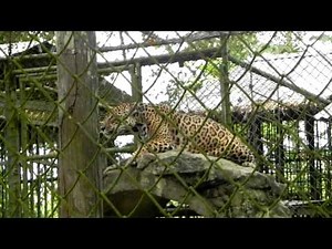 Jaguar's roar. The roar of a Jaguar in Suriname