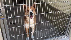 ✔️RESCUED per pet harbor! Return adoption with bite report. Per Shelter, the bite incident happened during play time. Previously adopted, back at shelter! NOW STATUS RED REO #A1479003 I am a male, brown and white Australian Shepherd and Border Collie mix. The shelter staff think I am about 2 years old. I have been at the shelter since Oct 09, 2018. http://petharbor.com/pet.asp?uaid=RVSD.A1479003 Please read 👇🏻👇🏻👇🏻👇🏻 ▪️This page does not facilitate adoptions, rescues, transportation, pled