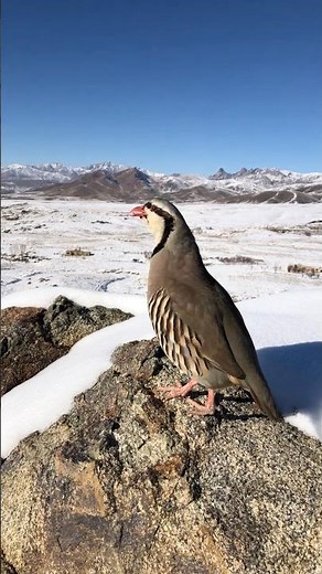 Wild Chukar Partridge Call