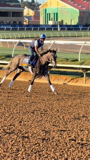 20K views · 797 reactions | The Breeders’ Cup girlies are all princesses. | FanDuel Racing | Facebook