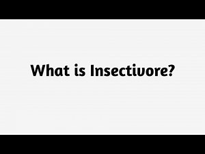 What is Insectivore ?