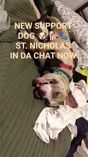 LOOK NEW FUR BABY 🍼 ANGEL IN DJS BED 🛏️ NEW APARTMENT, NEW 🆕🆕 SUPPORT DOG 🐕🐕 NEW WOLF PACK WOLF 🐺🐾🐺🐾