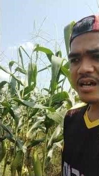 penyemprotan pestisida jagung manis scada #jagungmanis #petani_milenial