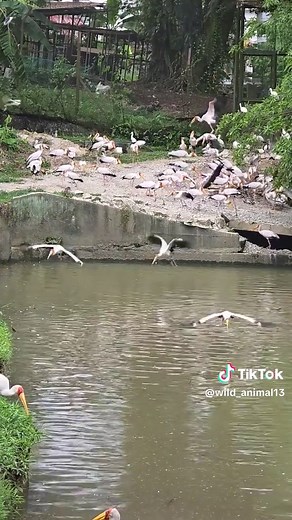 Exploring the Fascinating World of Storks