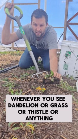 Eliminate Weeds Once and for All – This Strategy Actually Works