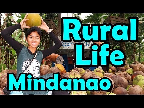 Rural Life in Philippines (Coconut Harvesting in Mindanao)