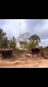 18K views · 262 reactions | More caring than most humans! | Viral random videos | Facebook