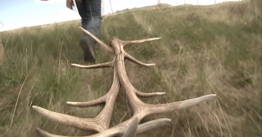 Know Before You Go: How to Prepare for shed hunting in Montana